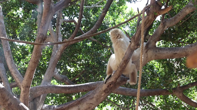 Monkey in a Tree
