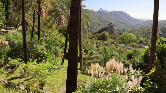 Lush Landscape with Mountain View