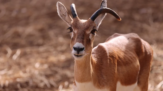 Graceful Gazelle in Sunlit Habitat