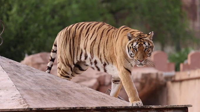 Majestic Tiger on the Prowl