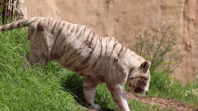 White Tiger in Natural Habitat