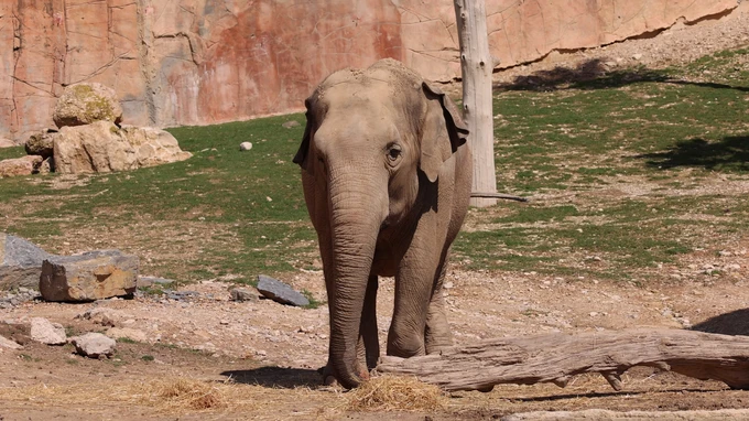 Elephant in a Natural Habitat