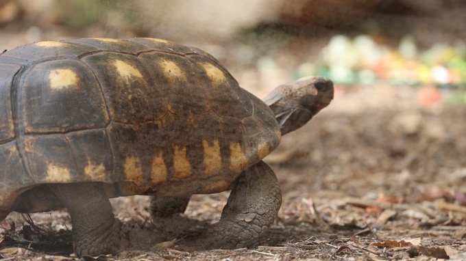 Tortoise in Natural Habitat