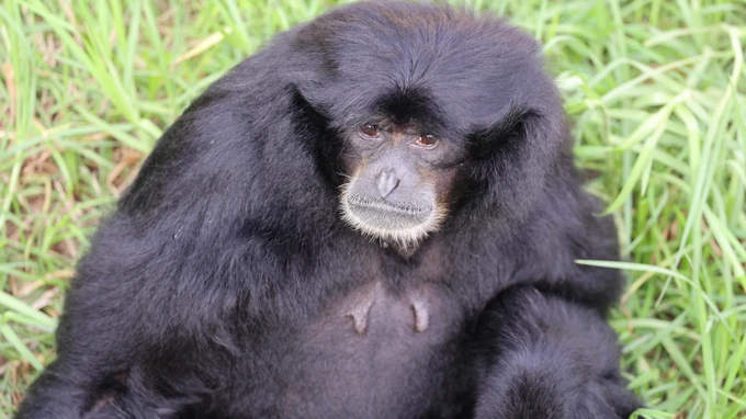 Gibbon Resting in the Grass