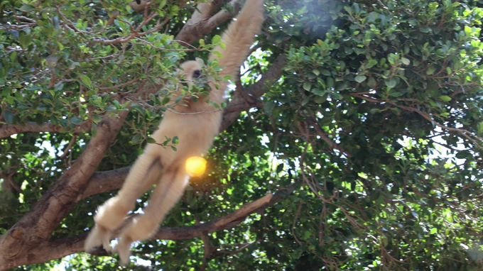Gibbon Swinging Through the Trees
