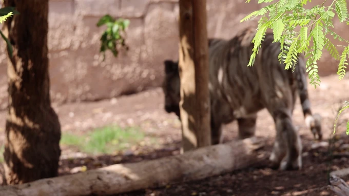 Blurred Focus on Wildlife