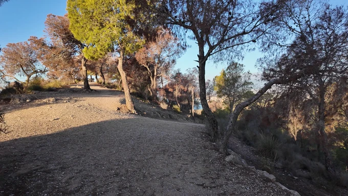 Scenic Forest Path