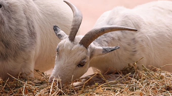 Grazing Goats