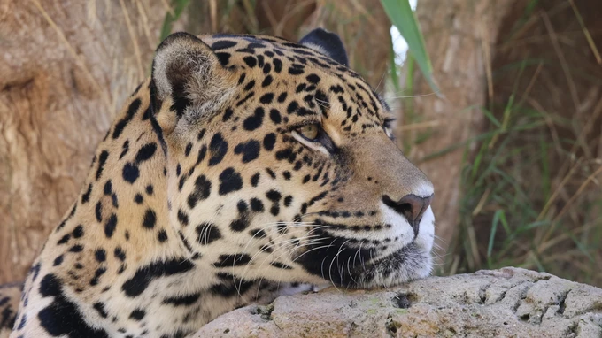 Majestic Jaguar Resting