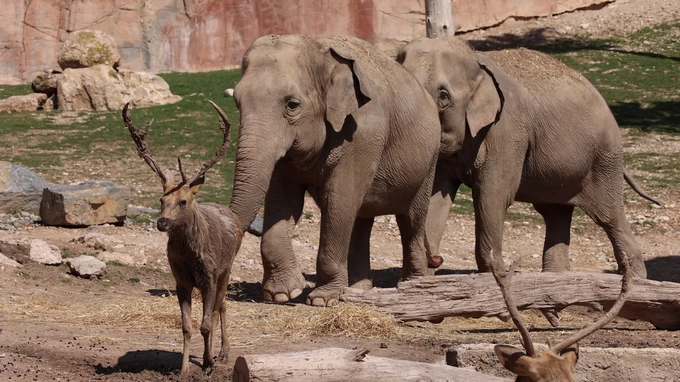 Elephants and Deer in Habitat