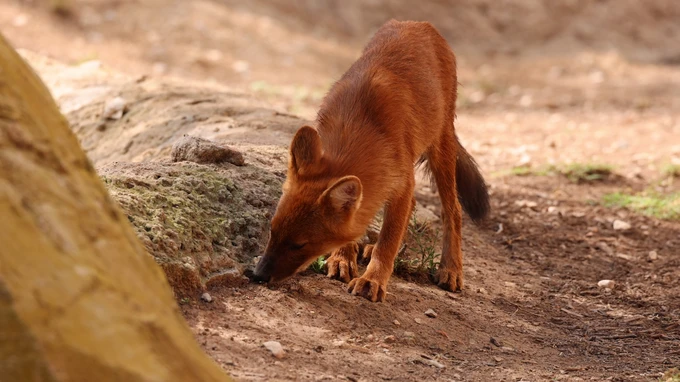 Wild Dhole in Natural Habitat
