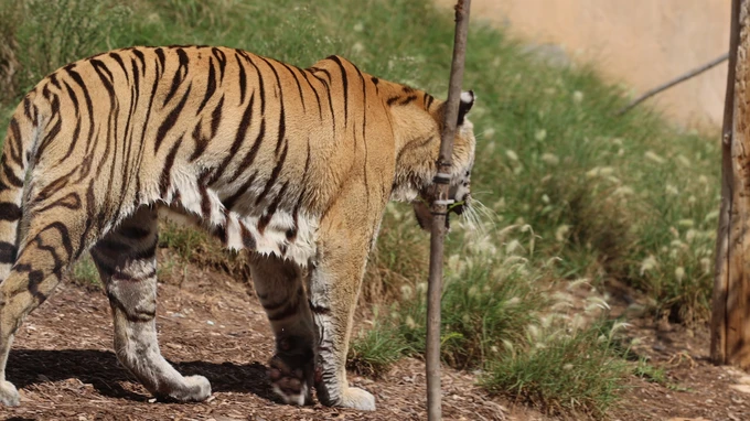 Tiger in Natural Habitat