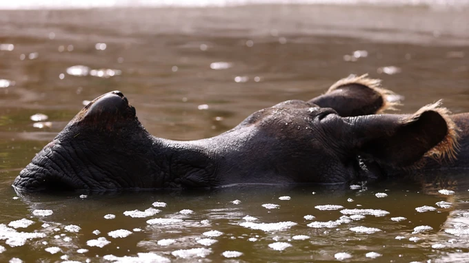 Rhino Relaxing in Water