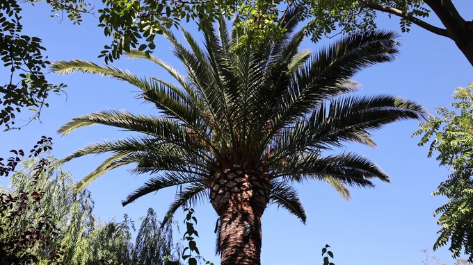 Majestic Palm Tree