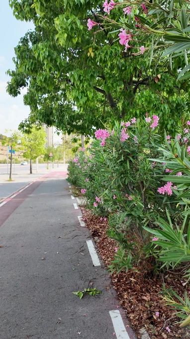 Blossoming Pathway
