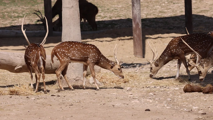 Group of Deer in Natural Habitat