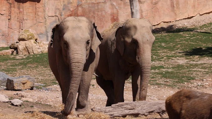 Elephants in Natural Habitat