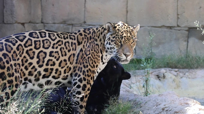 Leopards in Natural Habitat