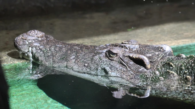 Relaxed Crocodile in Water