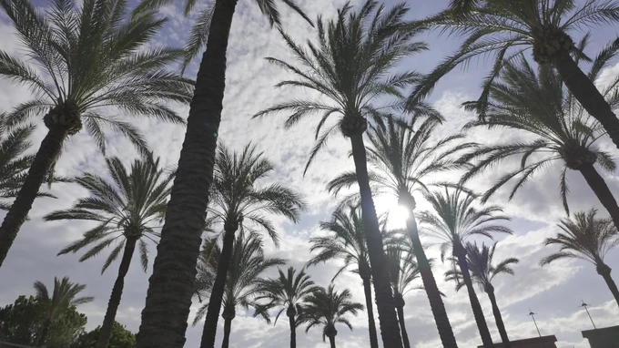 Sunlit Palm Trees