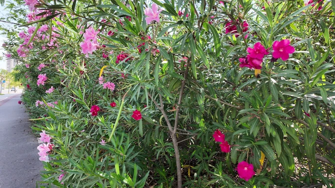 Vibrant Oleander Blossoms