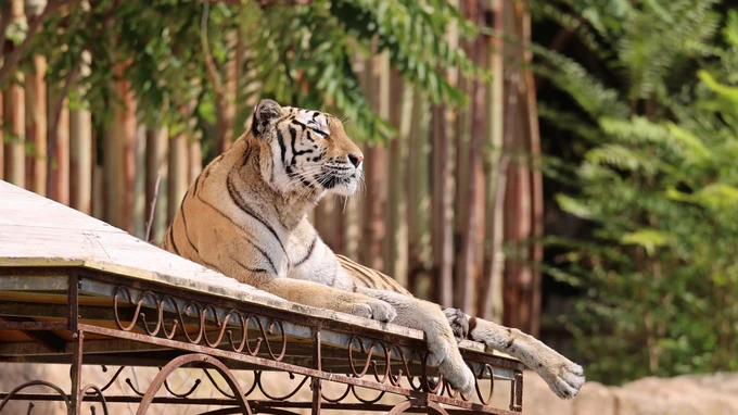 Relaxed Tiger Resting