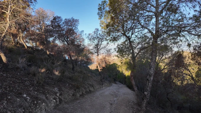 Sunlit Forest Path