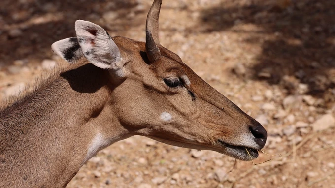 Close-up of Antelope in Natural Habitat