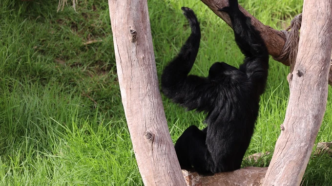 Gibbon Resting on a Tree