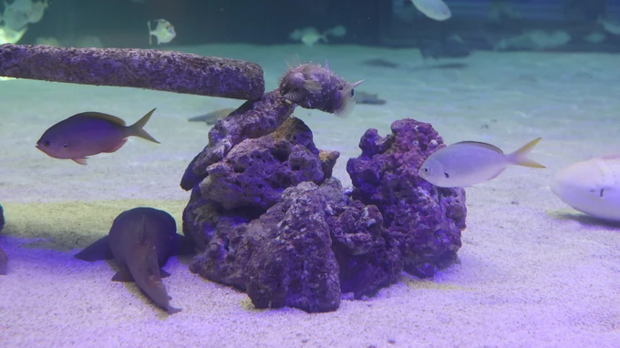 Underwater Aquarium Scene