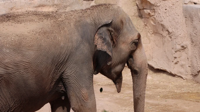 Elephant in Natural Habitat