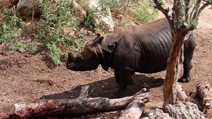 Rhino in Natural Habitat