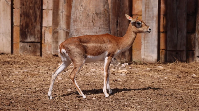Young Antelope in Enclosure