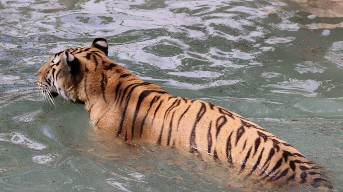 Tiger Swimming