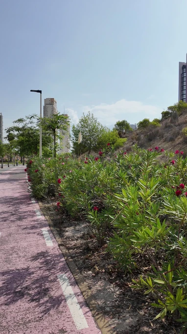 Urban Pathway with Vegetation