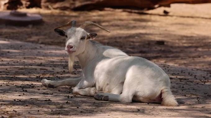 Resting Goat