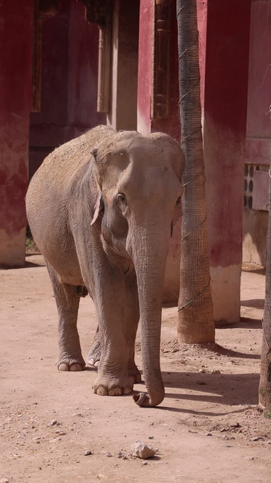Elephant in Urban Setting