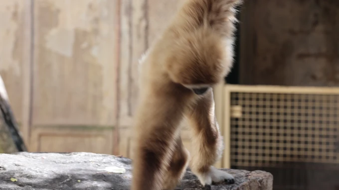 Gibbon Exploring