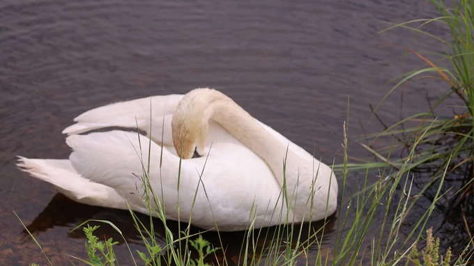 Serene Swan by the Water