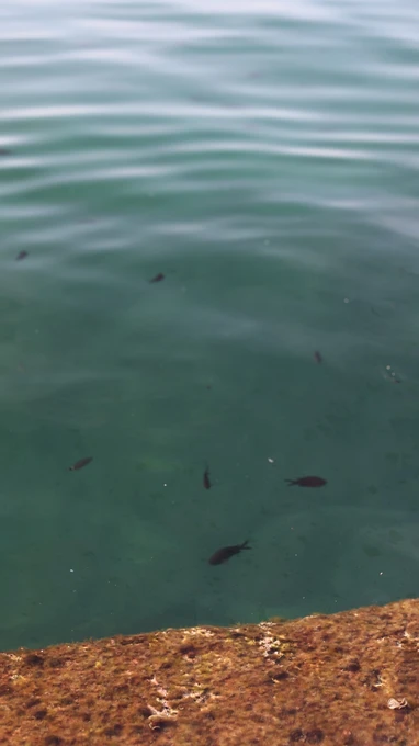 Underwater View with Fish
