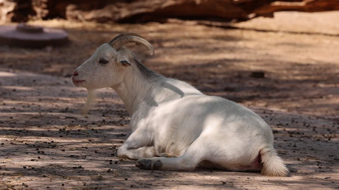 Resting Goat