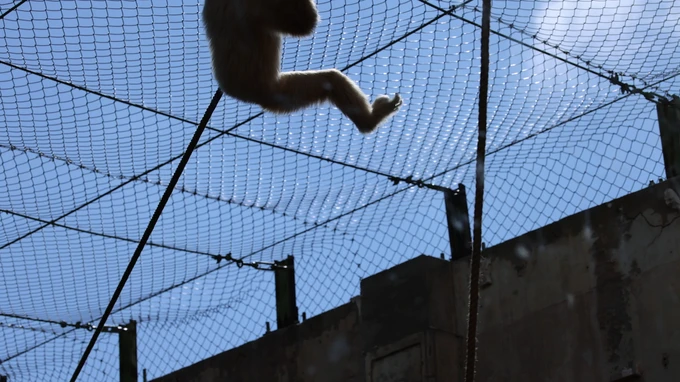 Monkey Swinging in Enclosure