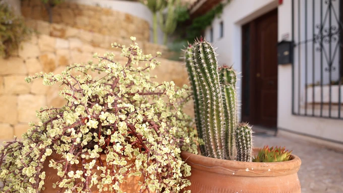 Cacti in a Mediterranean Courtyard