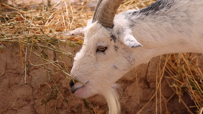 Goat Grazing Hay