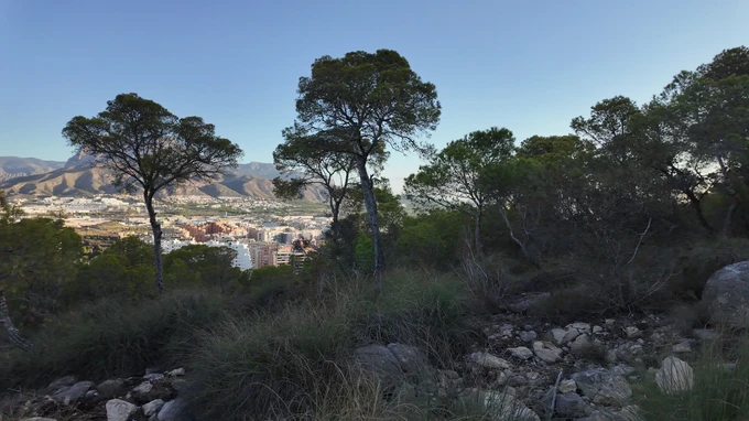 City Skyline Beyond the Forest