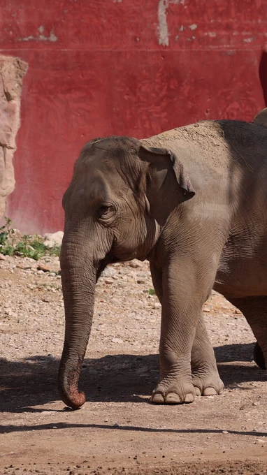 Elephant in a Zoo Enclosure