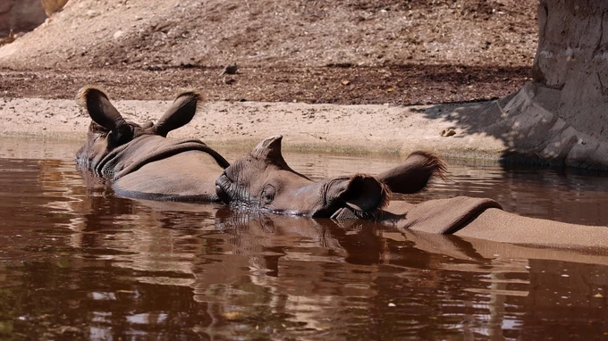 Rhinos Relaxing in Water