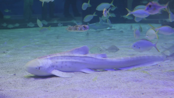 Underwater Scene in an Aquarium