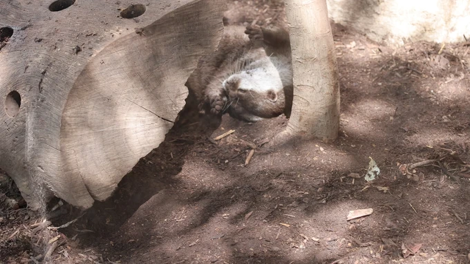 Wombat Resting Under a Log