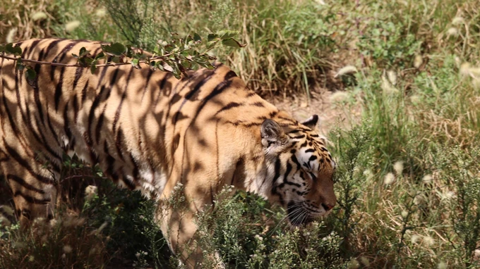 Tiger in Natural Habitat